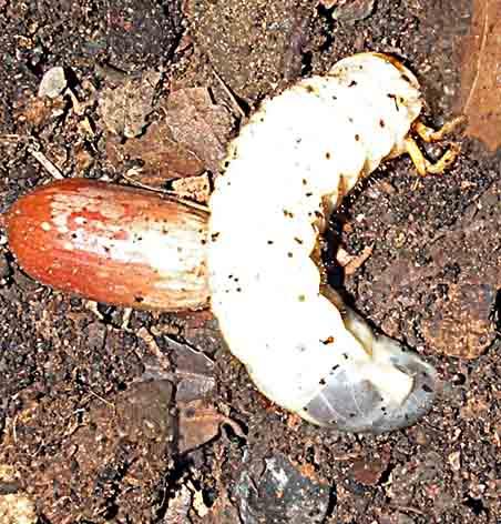 Propomacrus cypriacus